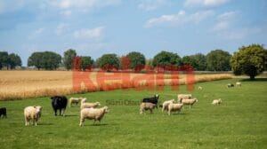 Türkiye’de tarımsal üretim ve politika kararlarının temelini TÜİK istatistikleri, Tarım