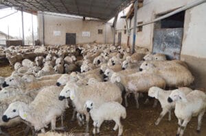 Aksaray Damızlık Koyun Keçi Yetiştiricileri Birliği Başkanı Mahmut Aktürk, kentin