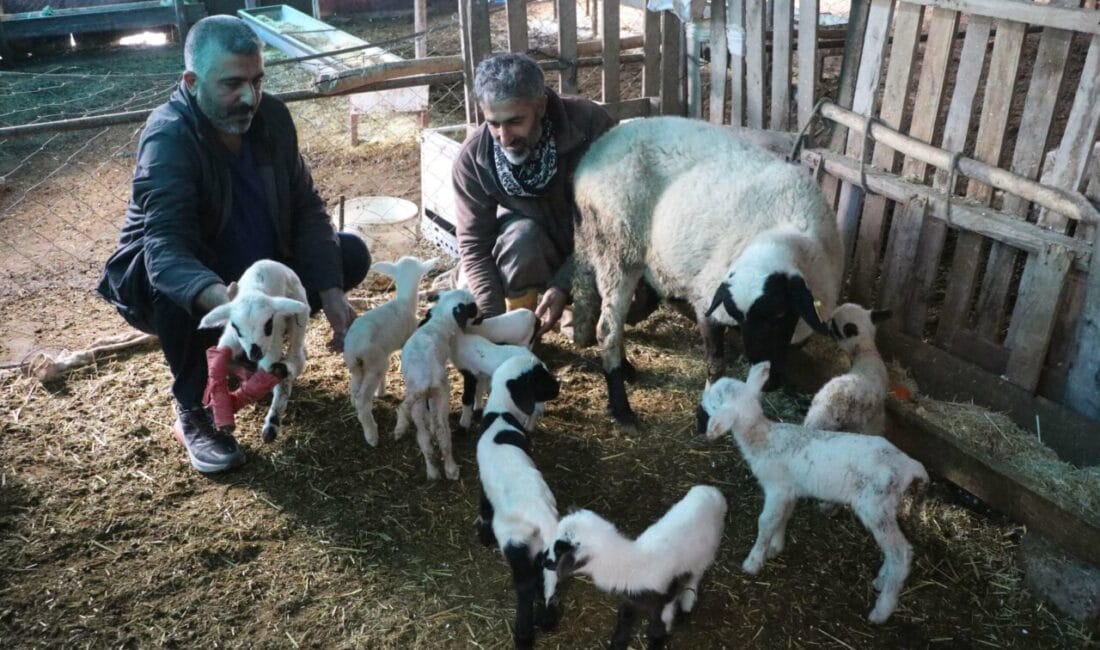 Denizli’de Bir Koyun 9 Kuzu Doğurdu Denizli’nin Pamukkale ilçesinde bir aile işletmesindeki ‘Çeşme sakız’ cinsi koyun,