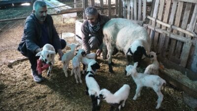 Denizli’nin Pamukkale ilçesinde bir aile işletmesindeki ‘Çeşme sakız’ cinsi koyun,