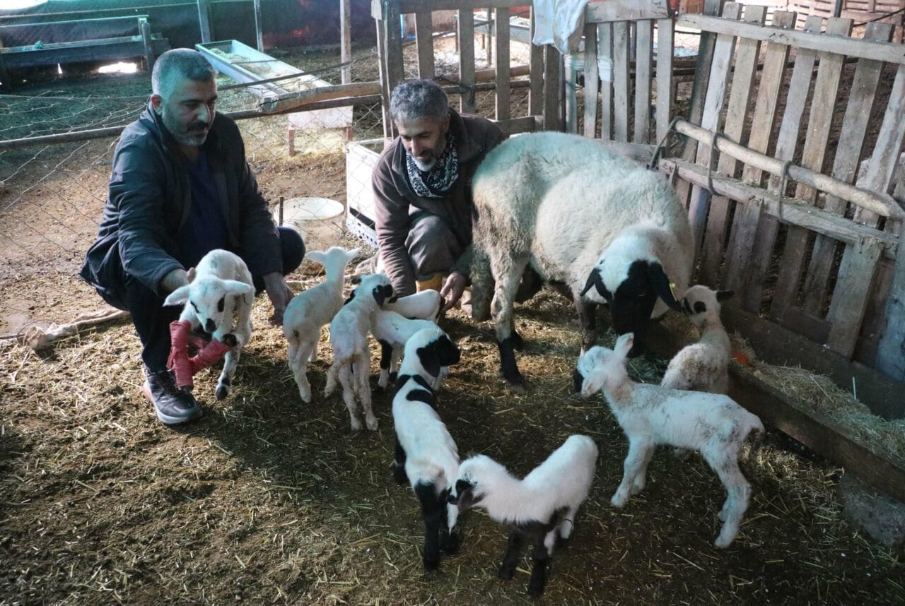 Denizli’nin Pamukkale ilçesinde bir aile işletmesindeki ‘Çeşme sakız’ cinsi koyun,