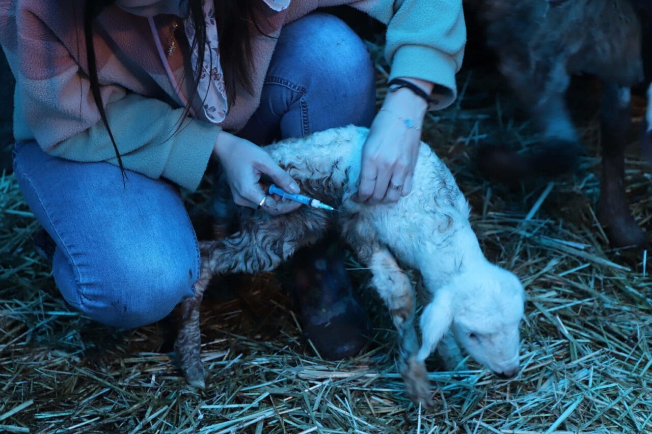 Lisede hemşirelik eğitimi aldığını ve 13 yıldır sağlık sektöründe görev yaptığını belirten Taşova, tarım ve hayvancılığı daha bilinçli yürütmek amacıyla 2022-2024 yılları arasında Aydın Adnan Menderes Üniversitesi Veteriner Teknikerliği Bölümü’nde eğitim gördüğünü ifade etti. Mezuniyetinin ardından çiftlik faaliyetlerine daha fazla ağırlık verdiğini dile getiren Taşova, kazancını hayvan alımına yönlendirdiğini söyledi.