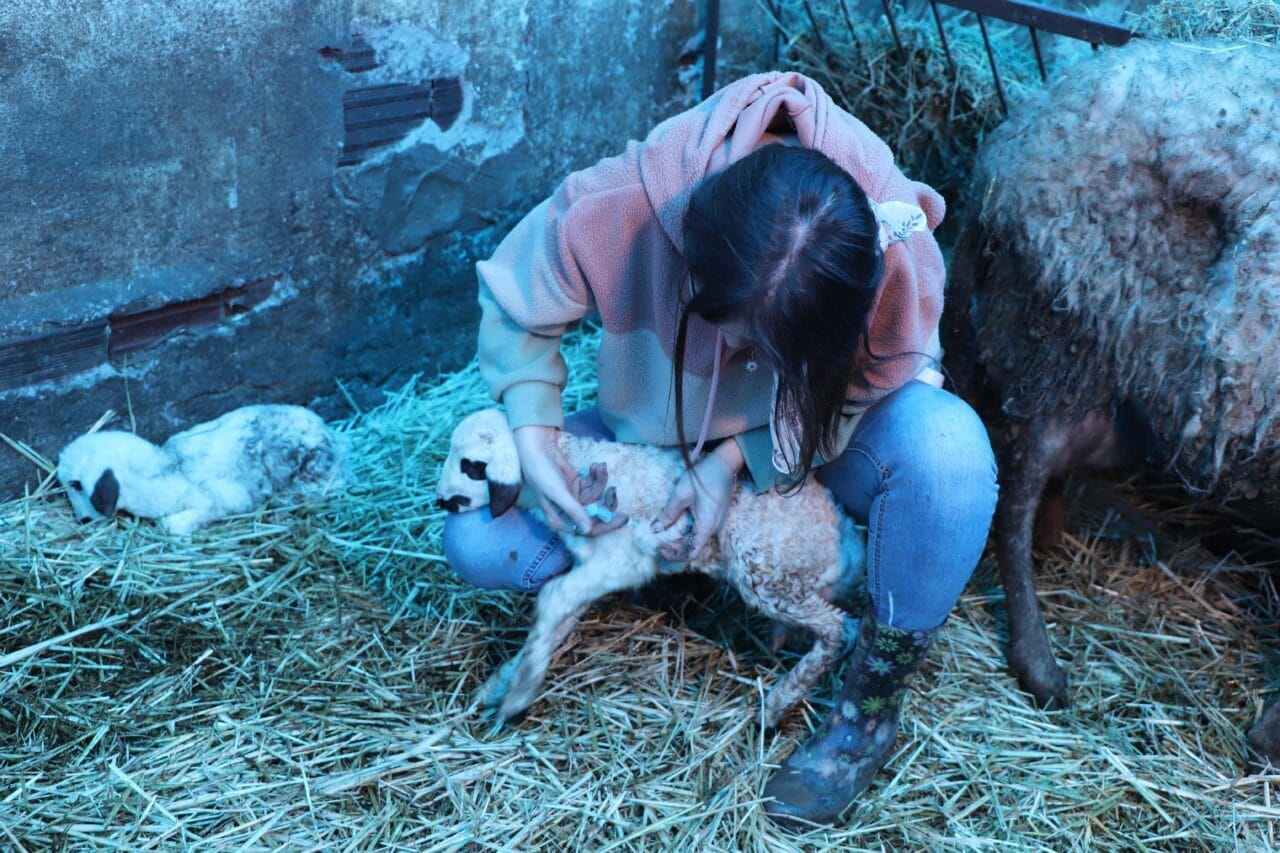 “Teşhis Koyabiliyor, Müdahale Edebiliyorum” Veteriner teknikerliği sürecinde saha deneyimi kazandığını aktaran Taşova, hayvan hastalıklarını daha hızlı fark edebildiğini belirtti. Kendi hayvanlarına temel müdahaleleri yapabildiğini söyleyen Taşova, doğum sürecinde destek sağladığını, küçük kistlere ve kırıklara müdahale edebildiğini, alçı ve aşı uygulamalarını gerçekleştirebildiğini kaydetti. Gerekli durumlarda ise veteriner hekimlerden destek aldığını ifade etti.