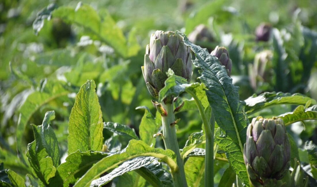 İzmir’in Menemen ilçesinde mart ayıyla birlikte enginar hasadı hız kazandı.