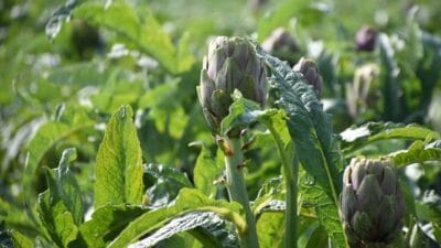 İzmir’in Menemen ilçesinde mart ayıyla birlikte enginar hasadı hız kazandı.