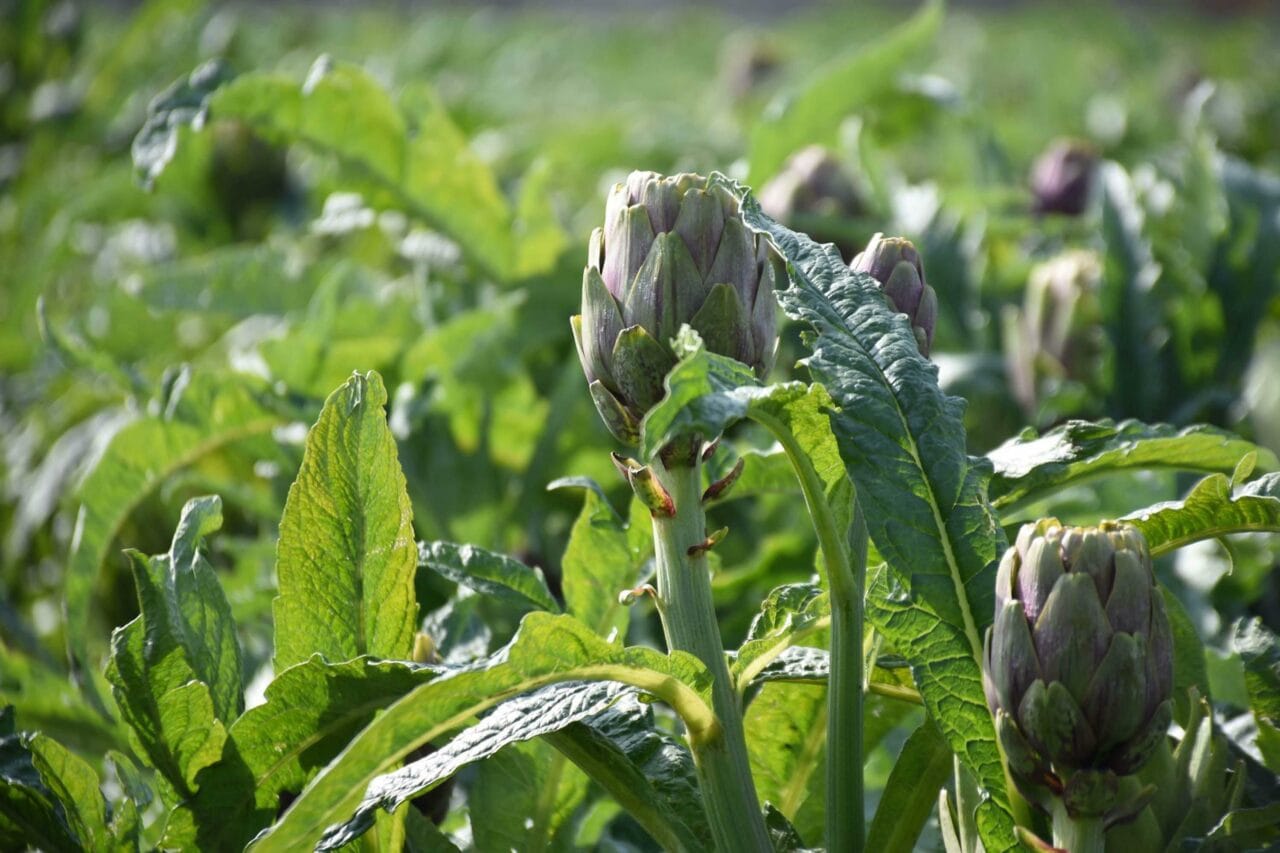 İzmir’in Menemen ilçesinde mart ayıyla birlikte enginar hasadı hız kazandı.