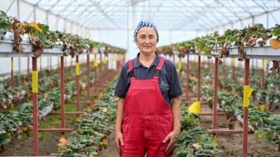 Giresun’un Piraziz ilçesindeki BAU Farm çiftliğinde kadınlar fındık ve çilek