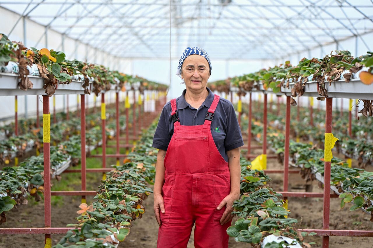 Giresun’un Piraziz ilçesindeki BAU Farm çiftliğinde kadınlar fındık ve çilek
