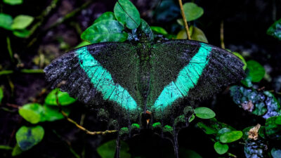 Konya Tropikal Kelebek Bahçesi, 45 türden 10 bin kelebeğiyle ziyaretçilerine