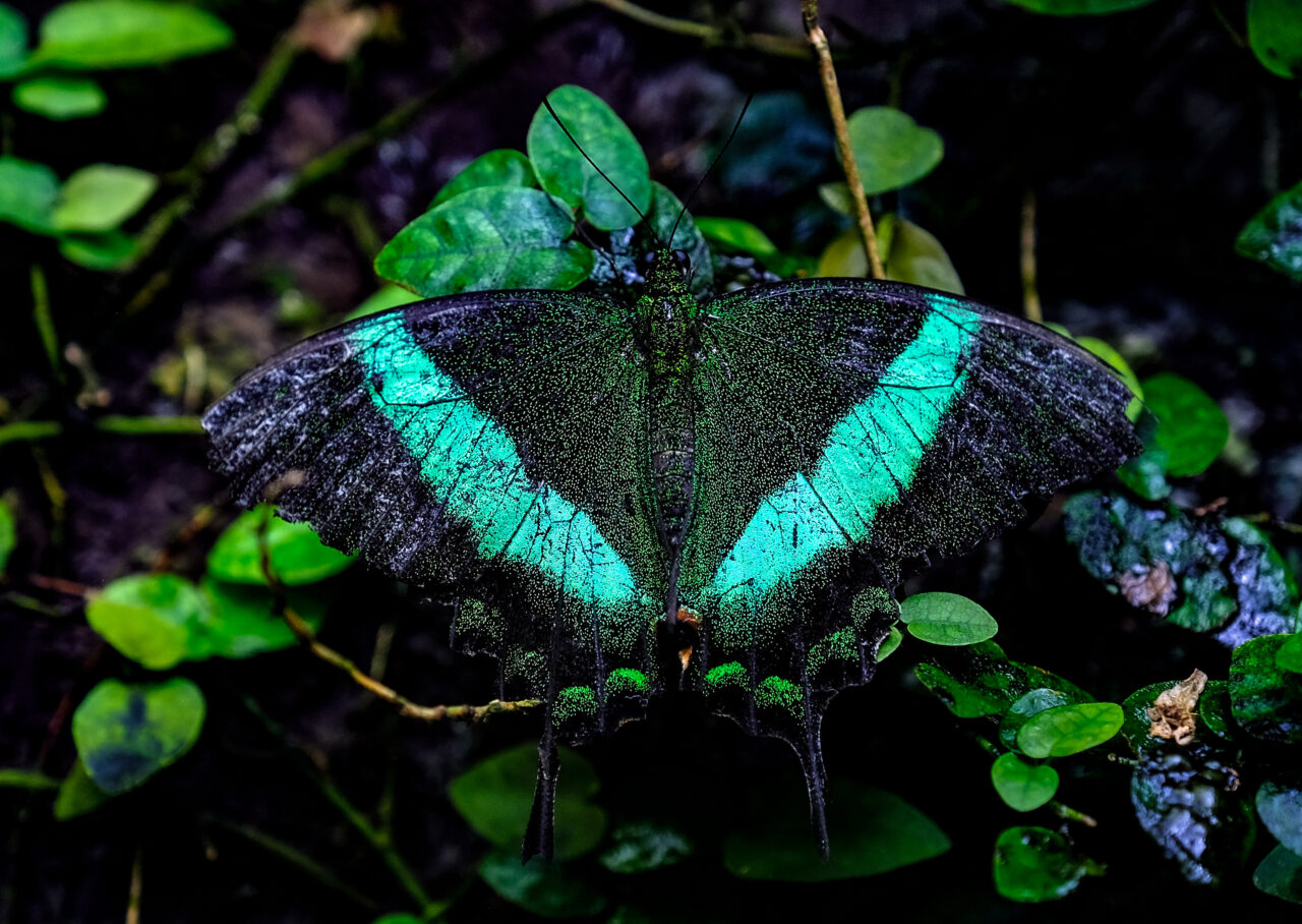 Konya Tropikal Kelebek Bahçesi, 45 türden 10 bin kelebeğiyle ziyaretçilerine