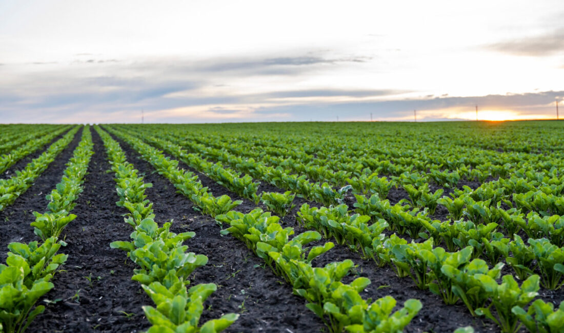 Konya Ovası’nda artan yağışlar çiftçiye umut oldu ancak su krizi