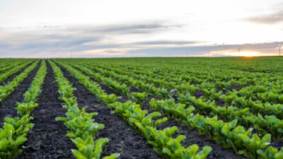 Konya Ovası’nda artan yağışlar çiftçiye umut oldu ancak su krizi