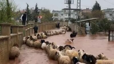 Hatay’ın Reyhanlı ilçesinde etkili olan sağanak yağış sele yol açtı.