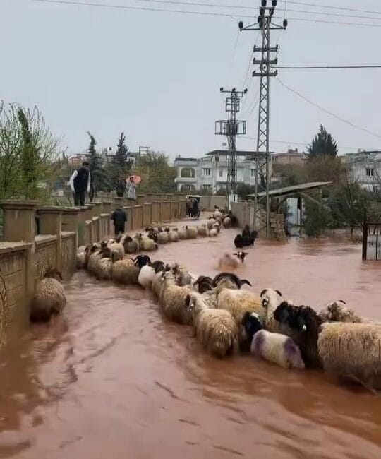 Hatay’ın Reyhanlı ilçesinde etkili olan sağanak yağış sele yol açtı.