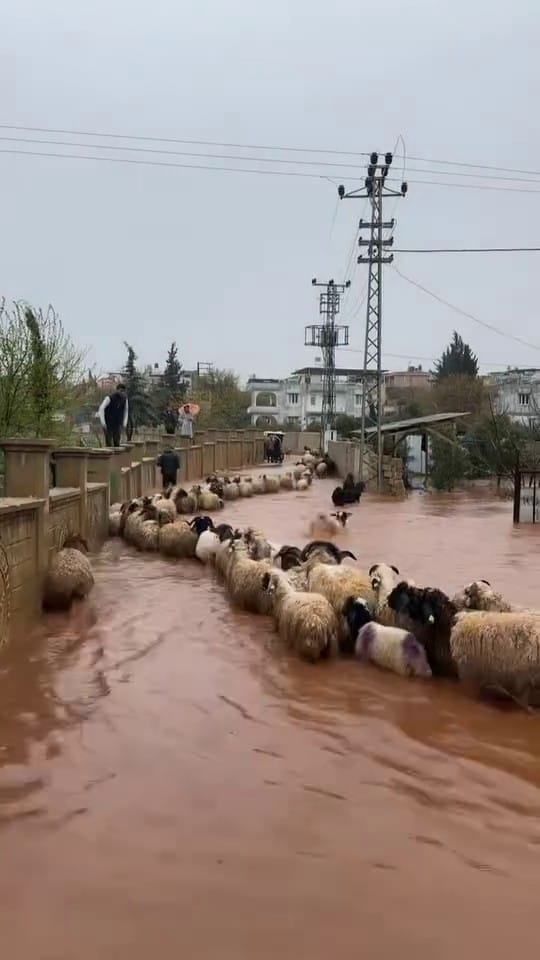 Hatay’ın Reyhanlı ilçesinde etkili olan sağanak yağış sele yol açtı.