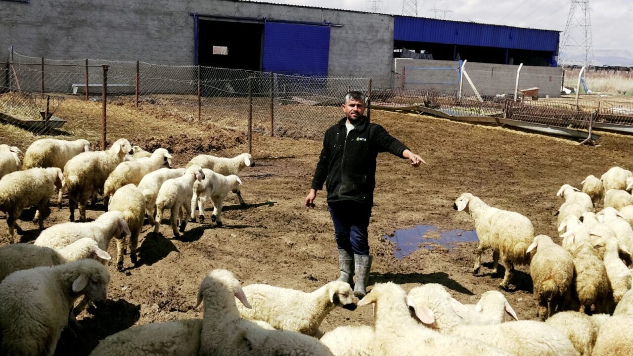 Çoban krizi büyüyor: 80 bin TL maaşa bile çoban yok