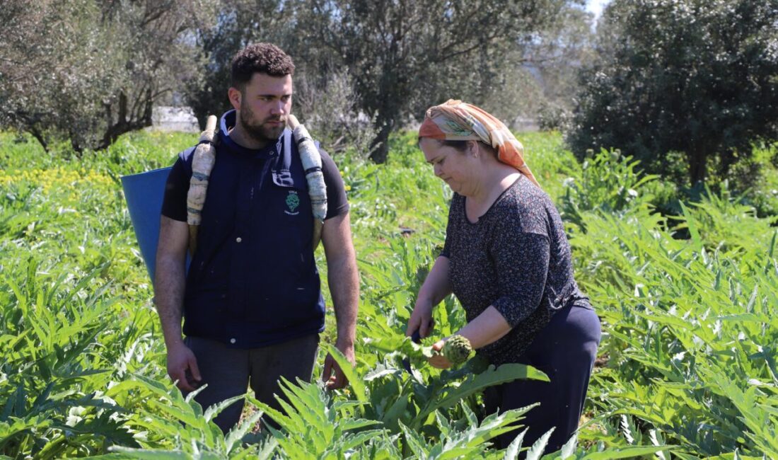 İzmir’de enginar hasadı tüm hızıyla sürüyor. Türkiye üretiminin yüzde 27’sini