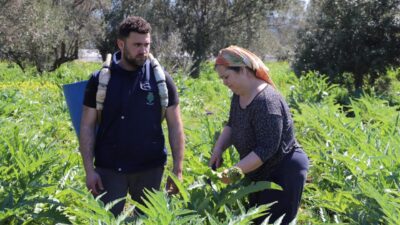 İzmir’de enginar hasadı tüm hızıyla sürüyor. Türkiye üretiminin yüzde 27’sini