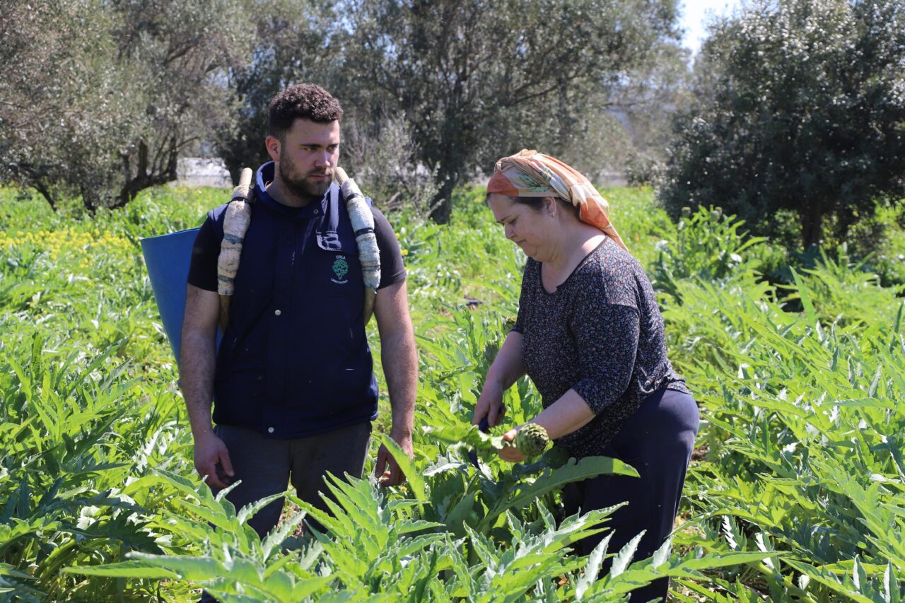 İzmir’de enginar hasadı tüm hızıyla sürüyor. Türkiye üretiminin yüzde 27’sini