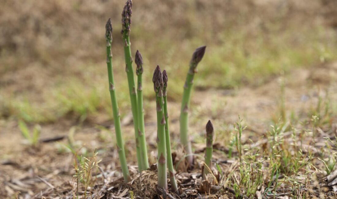 İzmir’de kuşkonmaz üretimini artırmak için Tire’ye fide desteği sağlanacak. İl