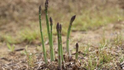 İzmir’de kuşkonmaz üretimini artırmak için Tire’ye fide desteği sağlanacak. İl