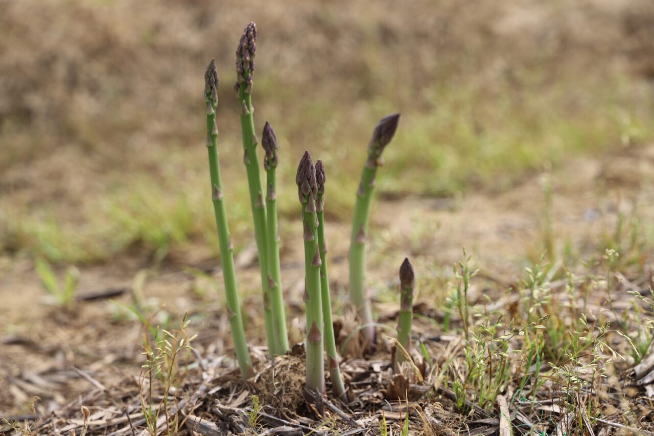 İzmir’de kuşkonmaz üretimini artırmak için Tire’ye fide desteği sağlanacak. İl