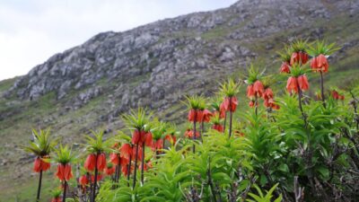 Muş’un 1800 rakımlı zirvelerinde açan ters laleler doğayı kırmızıya bürüdü.