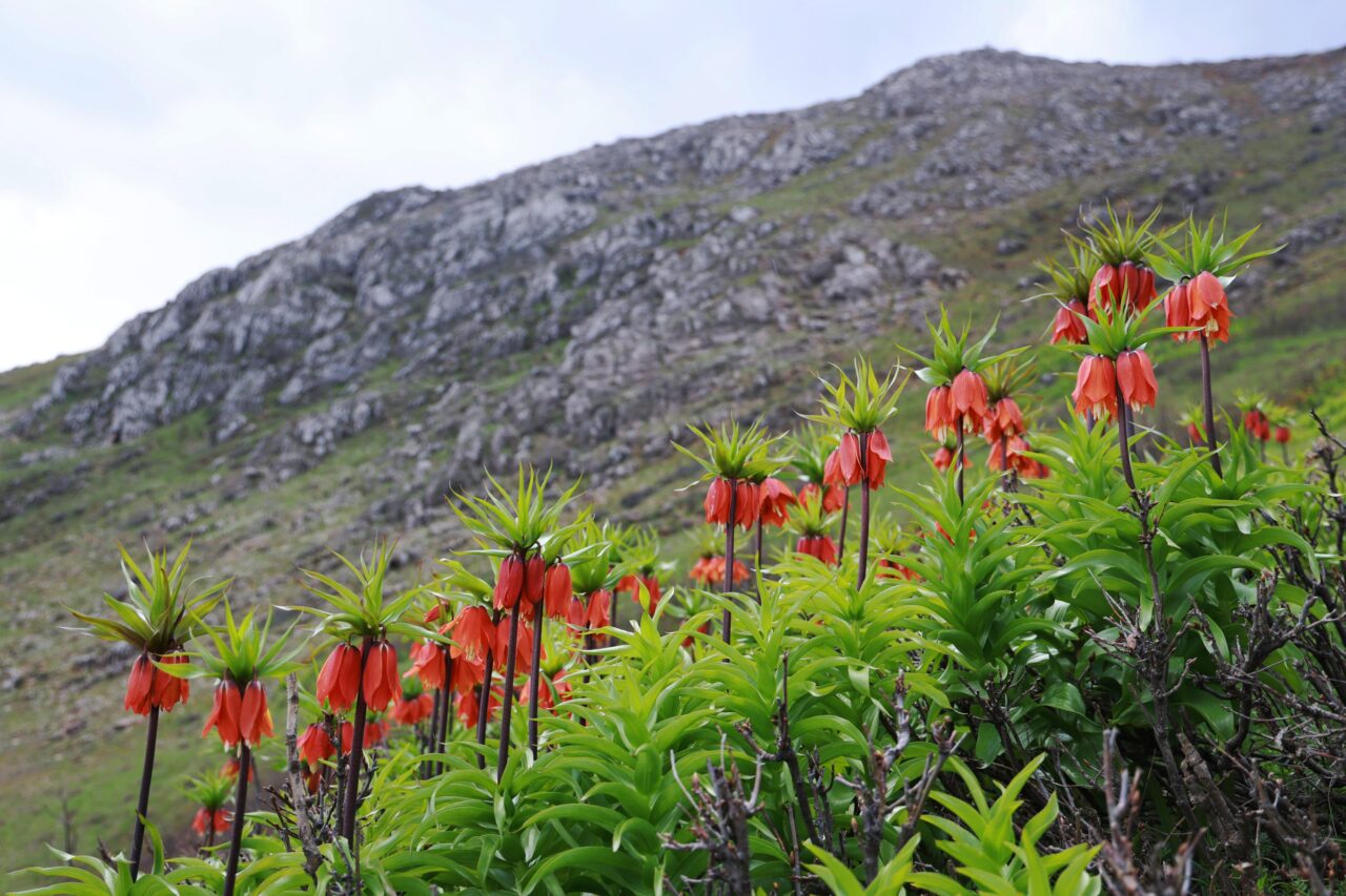 Muş’un 1800 rakımlı zirvelerinde açan ters laleler doğayı kırmızıya bürüdü.