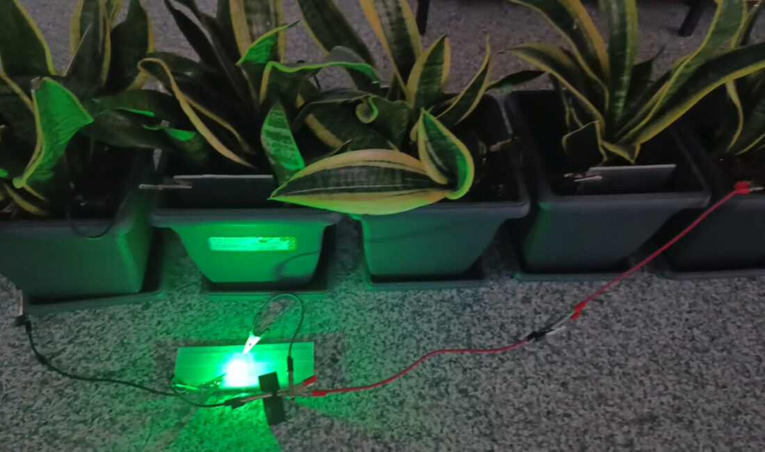 Bolu’da geliştirilen biyopil sistemiyle saksı bitkilerinden elektrik üretildi. TÜBİTAK destekli