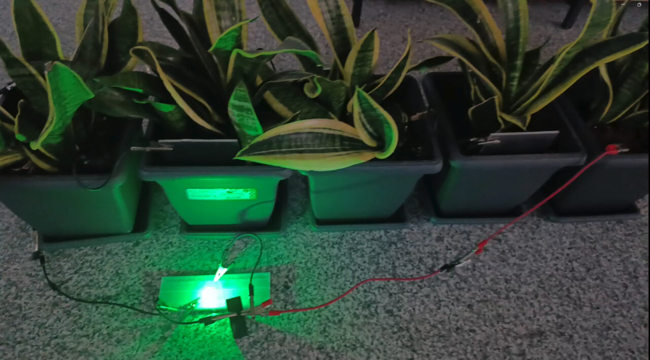 Bolu’da geliştirilen biyopil sistemiyle saksı bitkilerinden elektrik üretildi. TÜBİTAK destekli