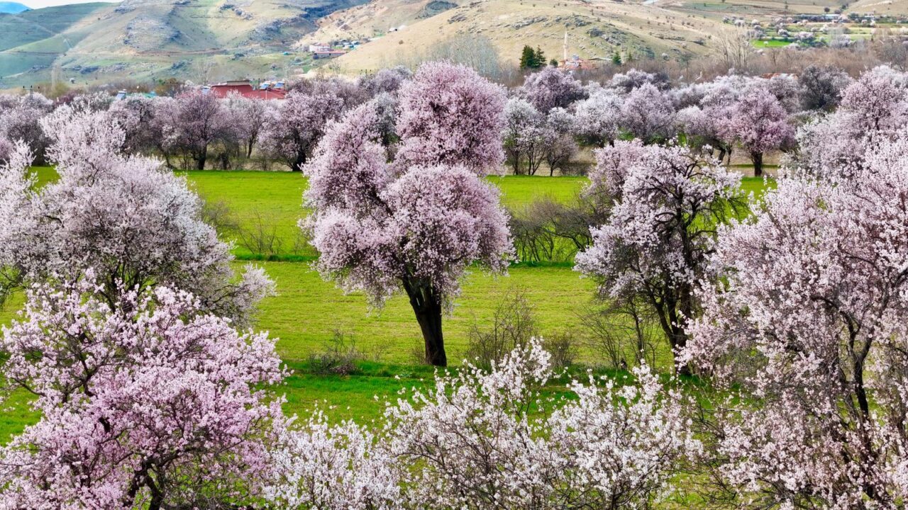 Çiçek açan ağaçlar, çevredeki buğday tarlaları ve baraj gölünün maviliğiyle birleşerek kartpostallık görüntüler oluşturdu.