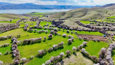 Tunceli’nin Pertek ilçesinde badem ağaçlarının çiçek açmasıyla doğa adeta renk