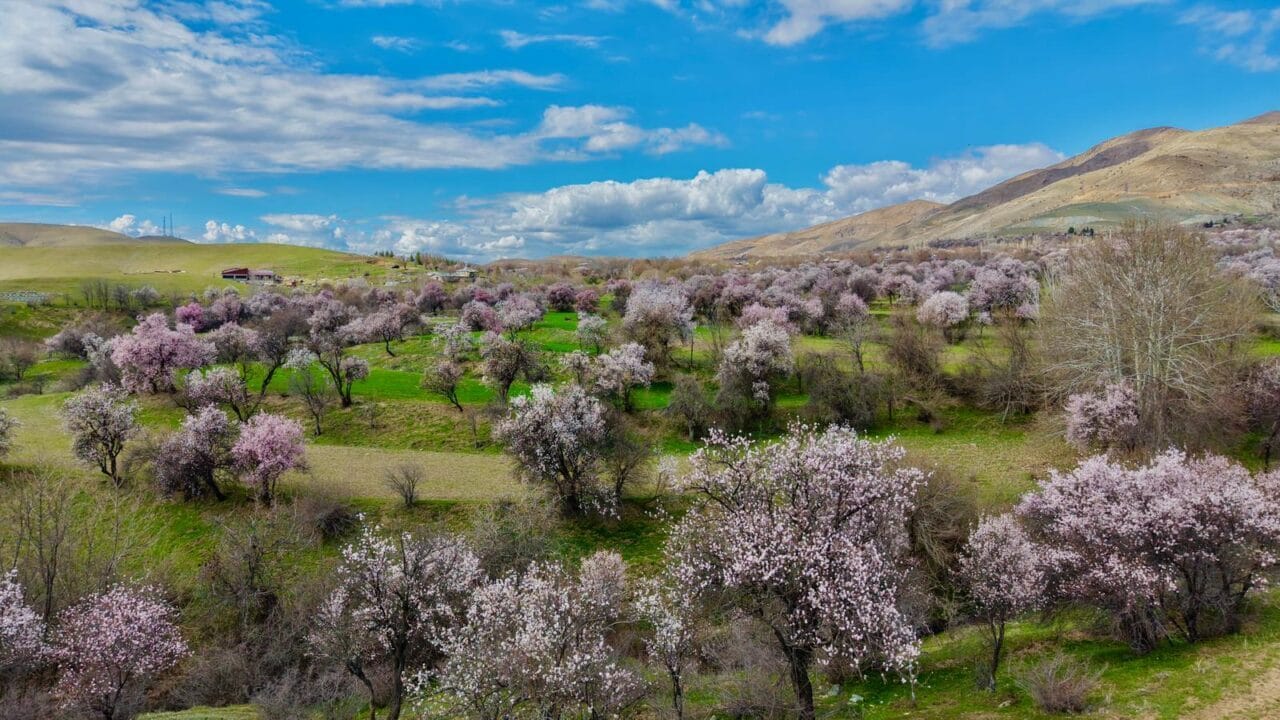 Ortaya çıkan etkileyici manzara dron ile havadan kaydedildi. Göl, tarım alanları ve çiçek açan ağaçların bir araya geldiği görüntüler, Pertek’in doğal güzelliğini bir kez daha gözler önüne serdi.