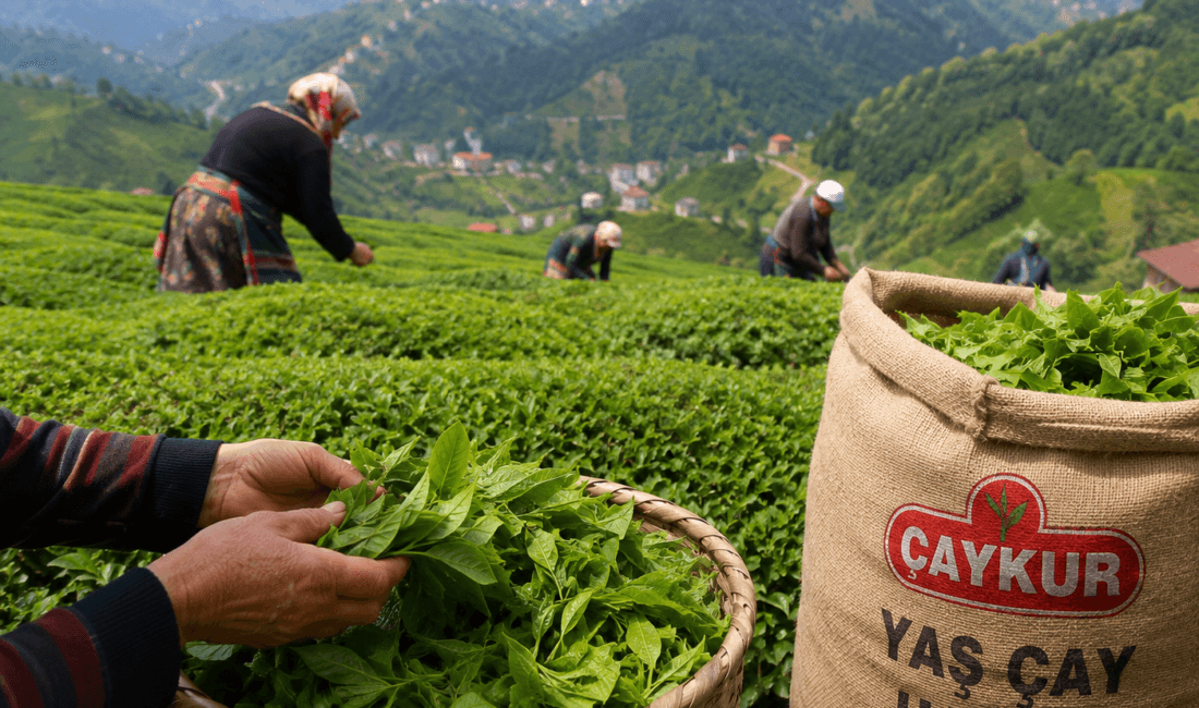 Çay Üreticisine Müjde: 2026 Yılı Yaş Çay Alım Fiyatı 35 Lira Olarak Açıklandı Çay üreticilerinin beklediği fiyat açıklandı! Tarım ve Orman Bakanlığı, 2026