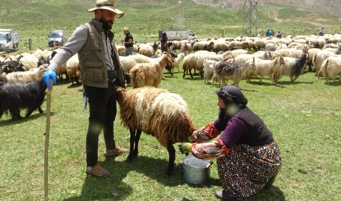 Hakkari’de Kadınların Yayla Çilesi: Çocuklarını Okutmak İçin Kilometrelerce Yürüyorlar Hakkari'nin Yüksekova ilçesine bağlı Kadıköy köyünde yaşayan berivanlar, her gün