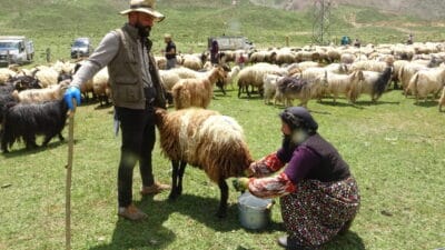 Hakkari'nin Yüksekova ilçesine bağlı Kadıköy köyünde yaşayan berivanlar, her gün
