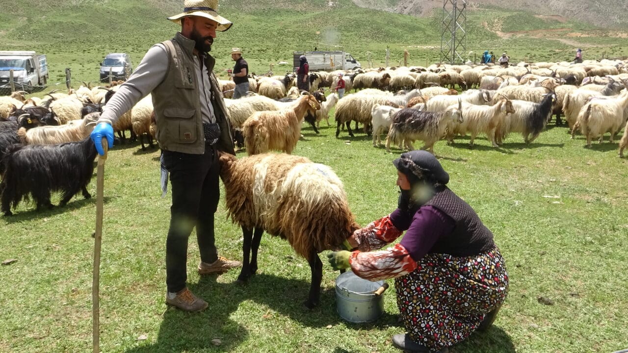 Hakkari'nin Yüksekova ilçesine bağlı Kadıköy köyünde yaşayan berivanlar, her gün