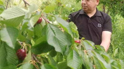 Geçen yıl zirai don nedeniyle üretim yapılamayan coğrafi işaretli Akşehir