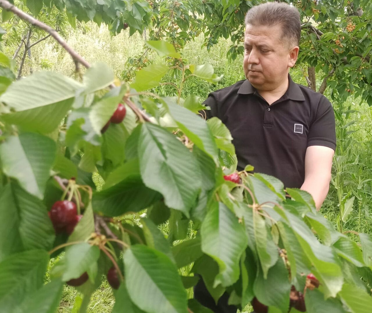 Geçen yıl zirai don nedeniyle üretim yapılamayan coğrafi işaretli Akşehir