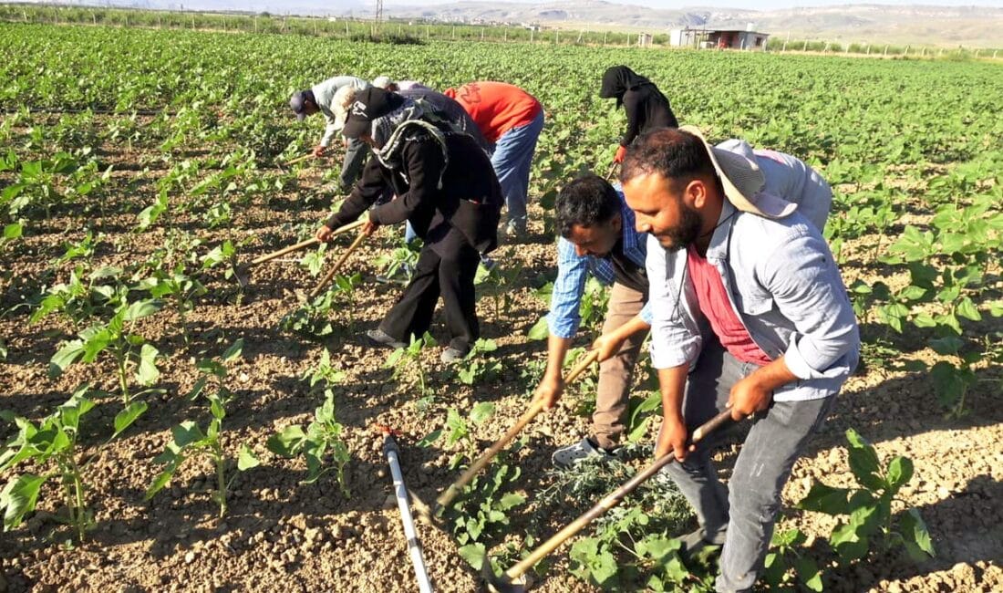 Şanlıurfa’dan Kayseri’ye Ekmeğinin Peşinde: Mevsimlik Tarım İşçilerinin Zorlu Mesaisi Şanlıurfa'dan Kayseri'nin Yeşilhisar ilçesine gelen mevsimlik tarım işçileri, her gün