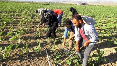 Şanlıurfa'dan Kayseri'nin Yeşilhisar ilçesine gelen mevsimlik tarım işçileri, her gün