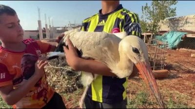 Hatay’da göç yolundayken bitkin düşüp bahçeye inen leyleğe 12 yaşındaki