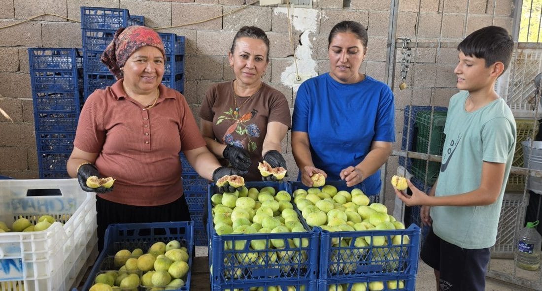 Mersin Mut'ta 90 bin ton rekolte beklentisiyle başlayan incir hasadında