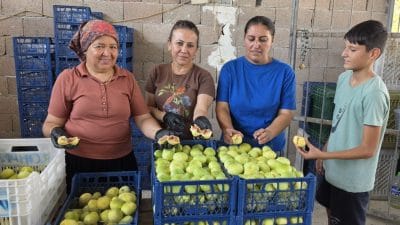 Mersin Mut'ta 90 bin ton rekolte beklentisiyle başlayan incir hasadında
