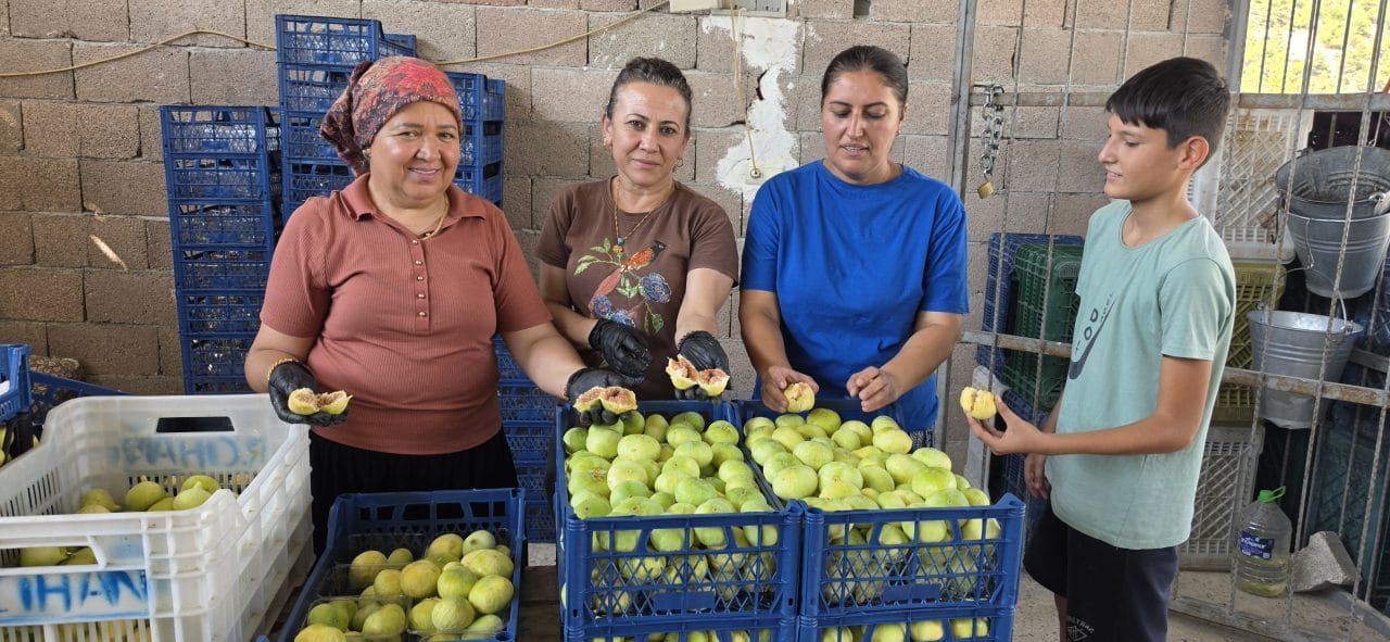 Mersin Mut'ta 90 bin ton rekolte beklentisiyle başlayan incir hasadında