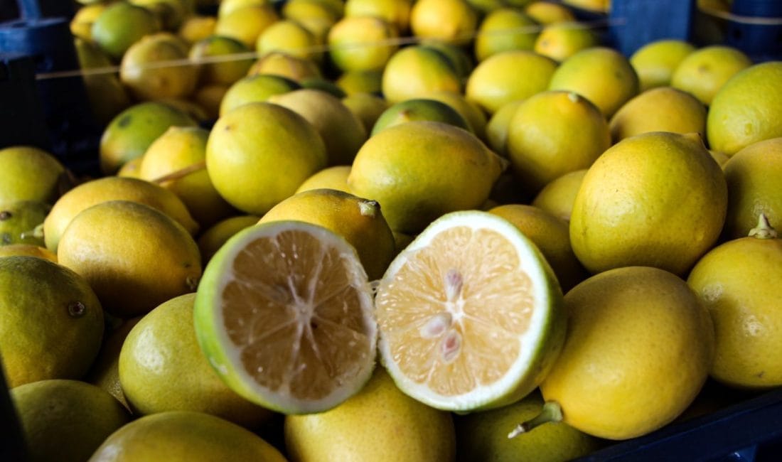 Adana'da dalında 5 TL'ye alıcı bulamayan limonun zincir marketlerde 100