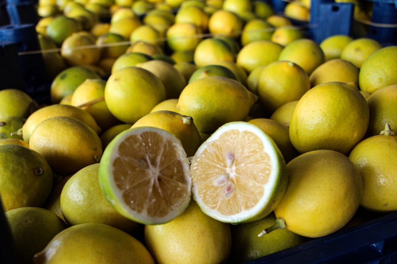 Dalından Alıp Pazara Getiren İtiraf Etti: Çiftçiden 5 TL’ye Çıkan Limon Markette Neden 20 Katına Satılıyor? Adana'da dalında 5 TL'ye alıcı bulamayan limonun zincir marketlerde 100