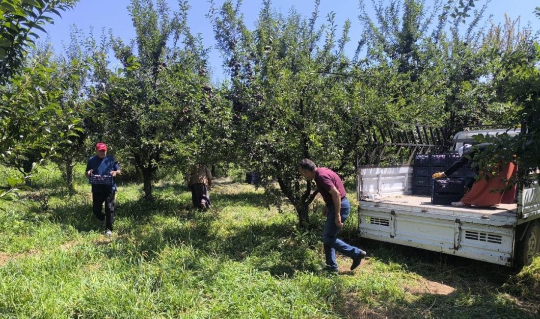 Iğdır'ın 'siyah incisi' olarak bilinen Anjelik eriğinde hasat başlarken, zirai