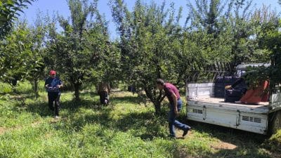 Iğdır'ın 'siyah incisi' olarak bilinen Anjelik eriğinde hasat başlarken, zirai