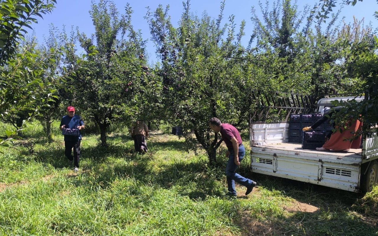 Iğdır'ın 'siyah incisi' olarak bilinen Anjelik eriğinde hasat başlarken, zirai